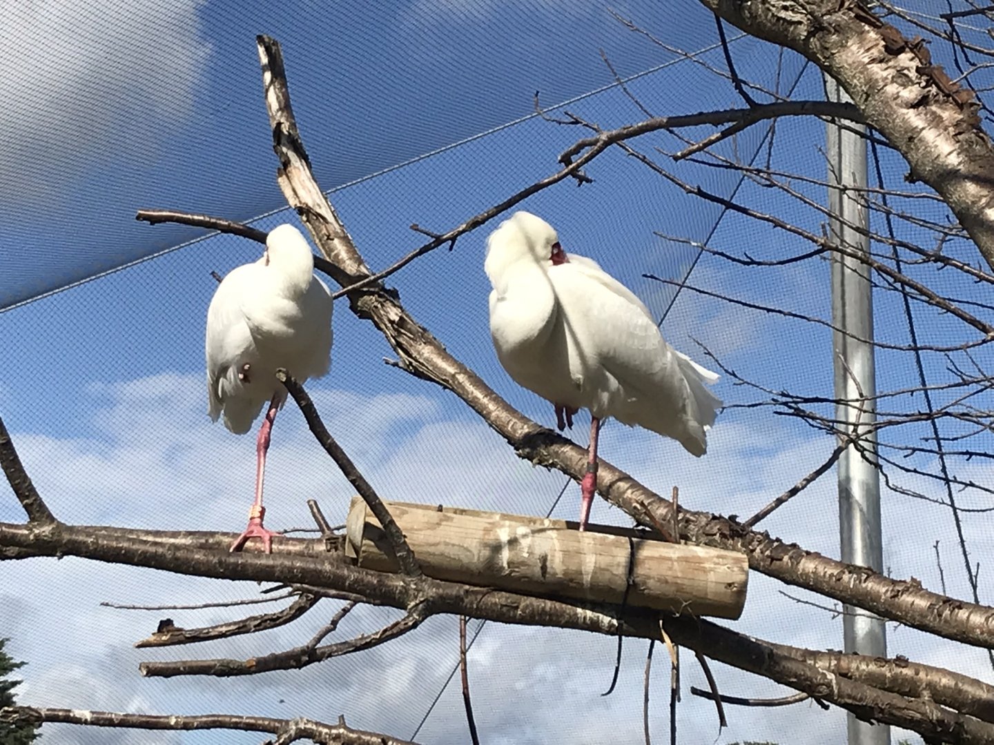 Penguin Cove - African spoonbills 100818