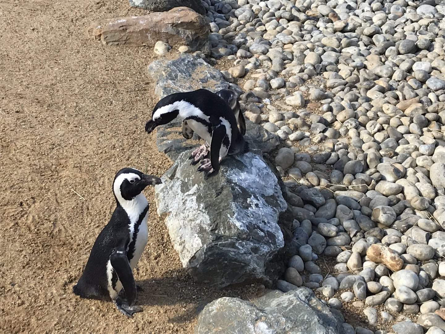 Penguin Cove - Black-footed penguins 100818