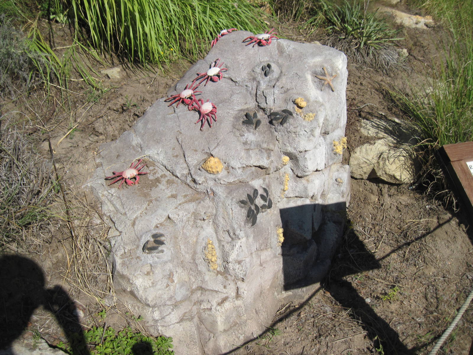 Penguin Cove-Fake Rock