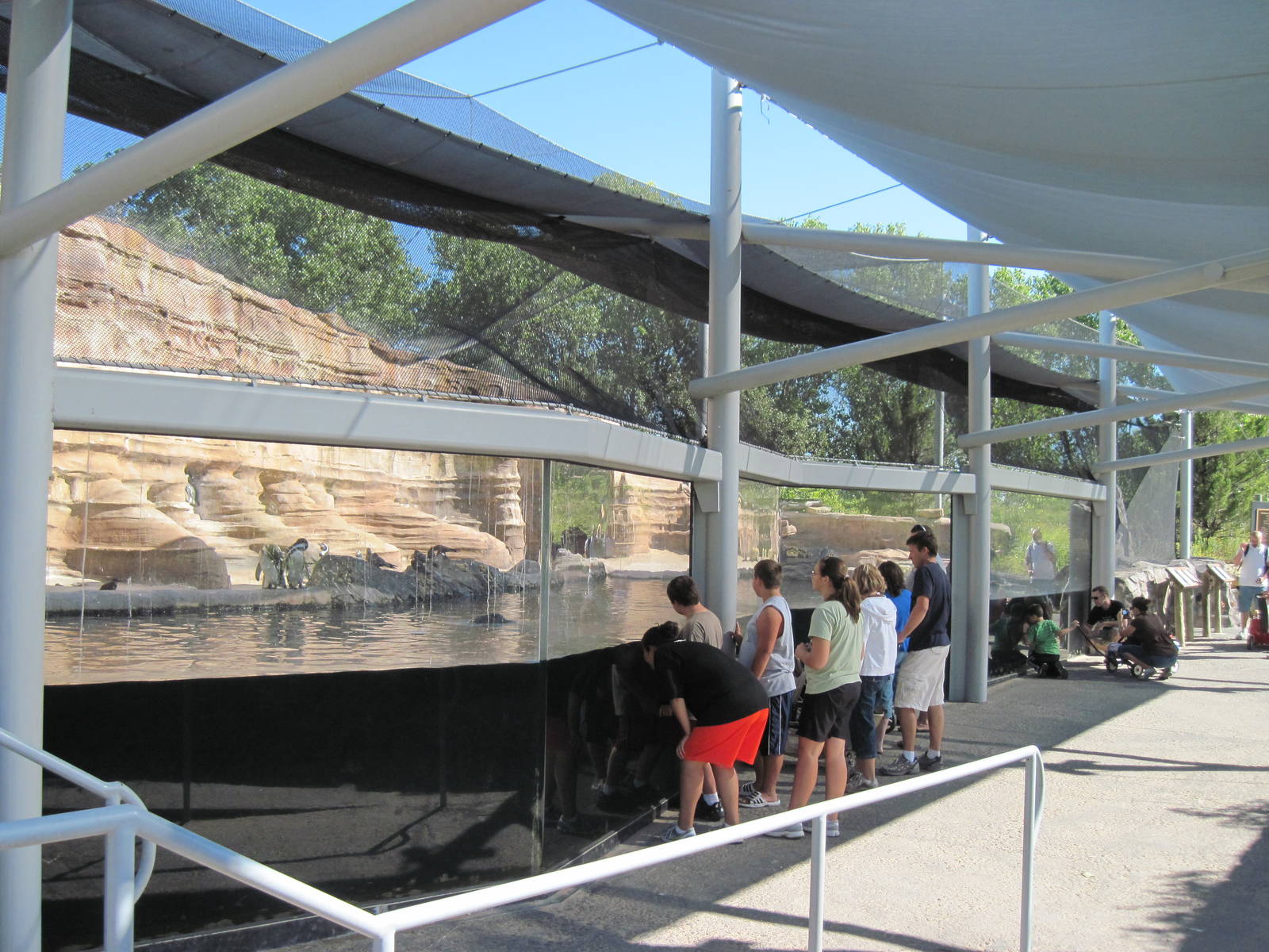 Penguin Cove-Humboldt Penguin/Inca Tern Exhibit