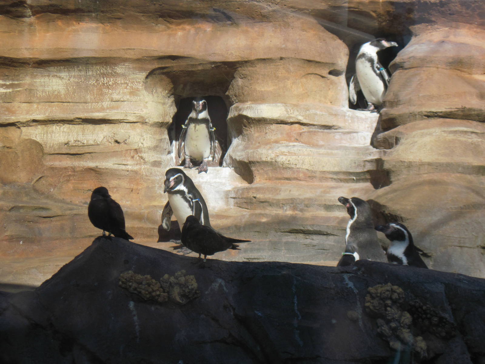 Penguin Cove-Humboldt Penguins and Inca Terns