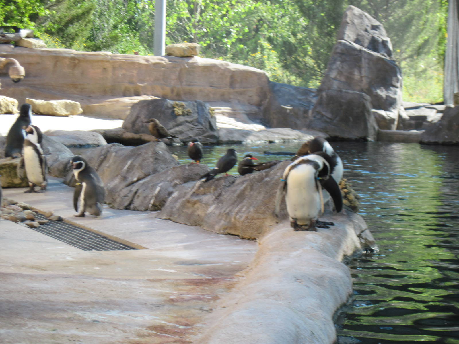 Penguin Cove-Humboldt Penguins and Inca Terns
