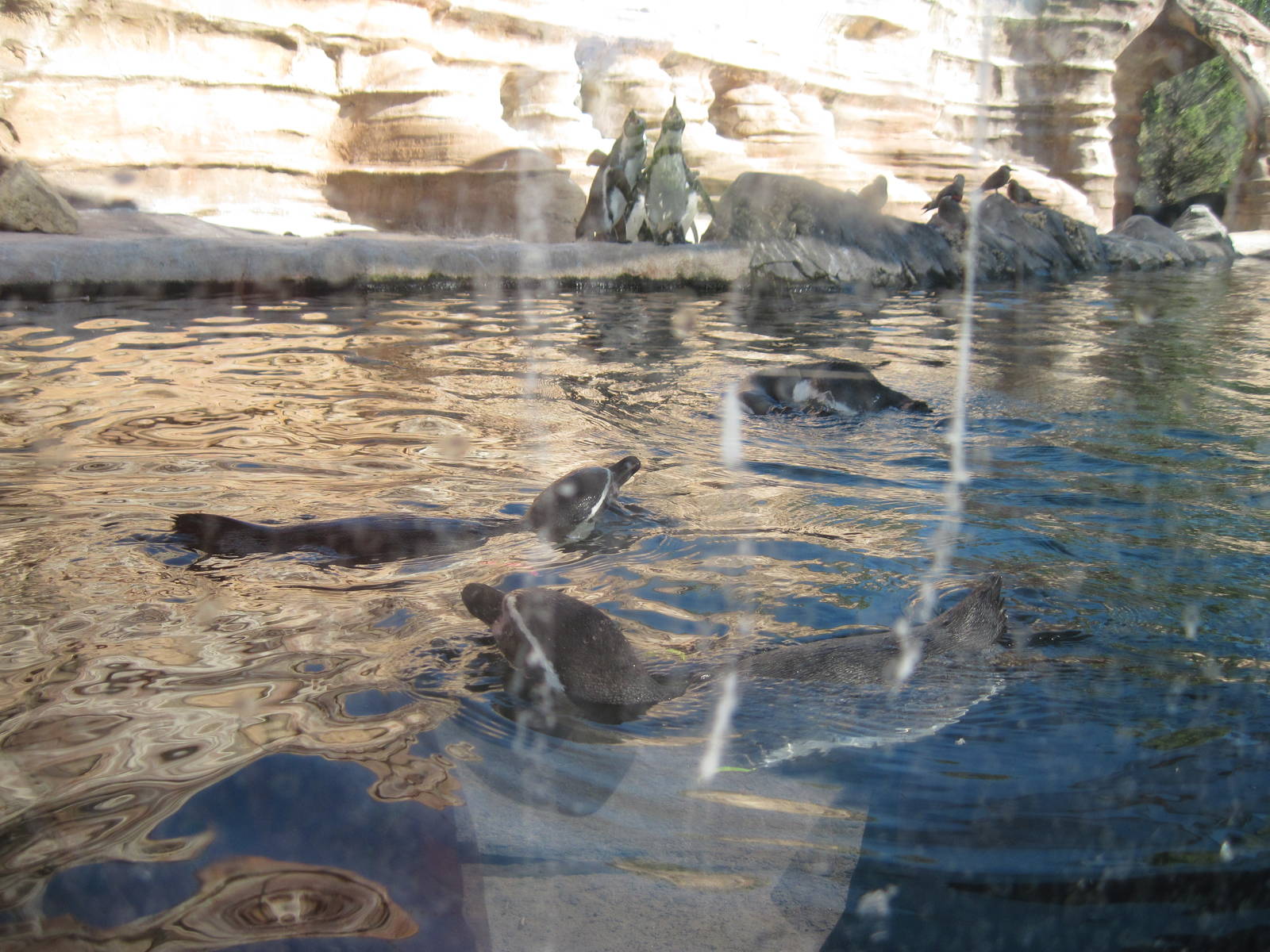 Penguin Cove-Humboldt Penguins