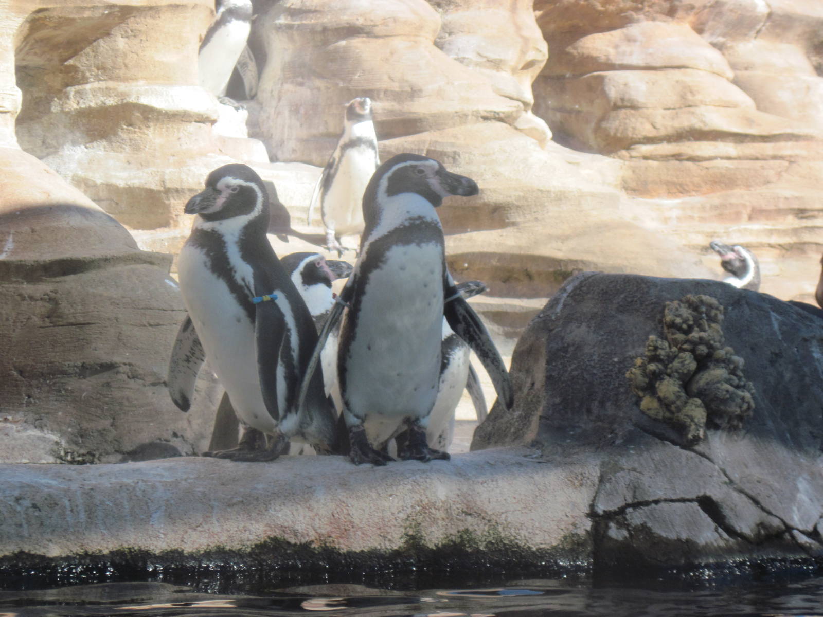 Penguin Cove-Humboldt Penguins