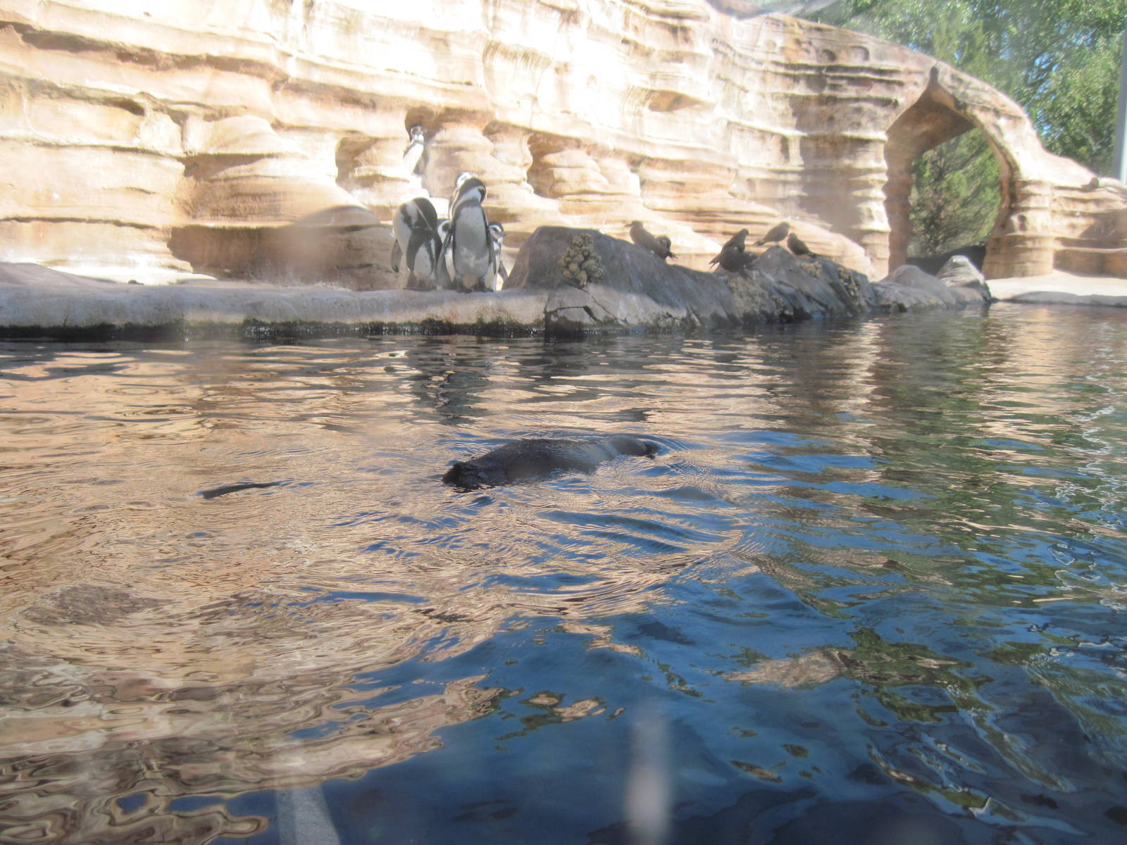 Penguin Cove-Humboldt Penguins