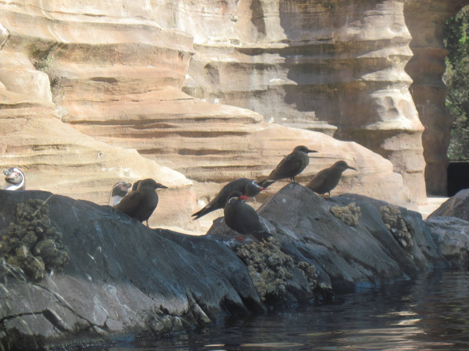 Penguin Cove-Inca Terns
