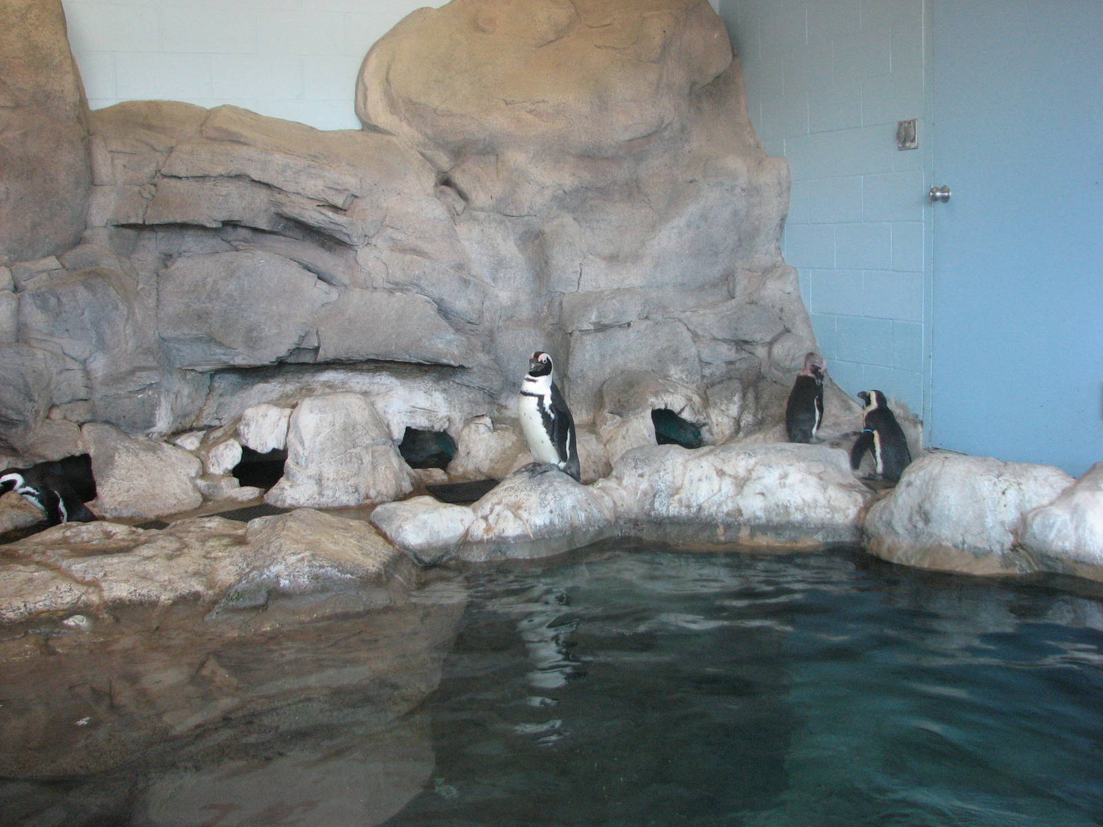 Penguin Cove - Indoor Exhibit