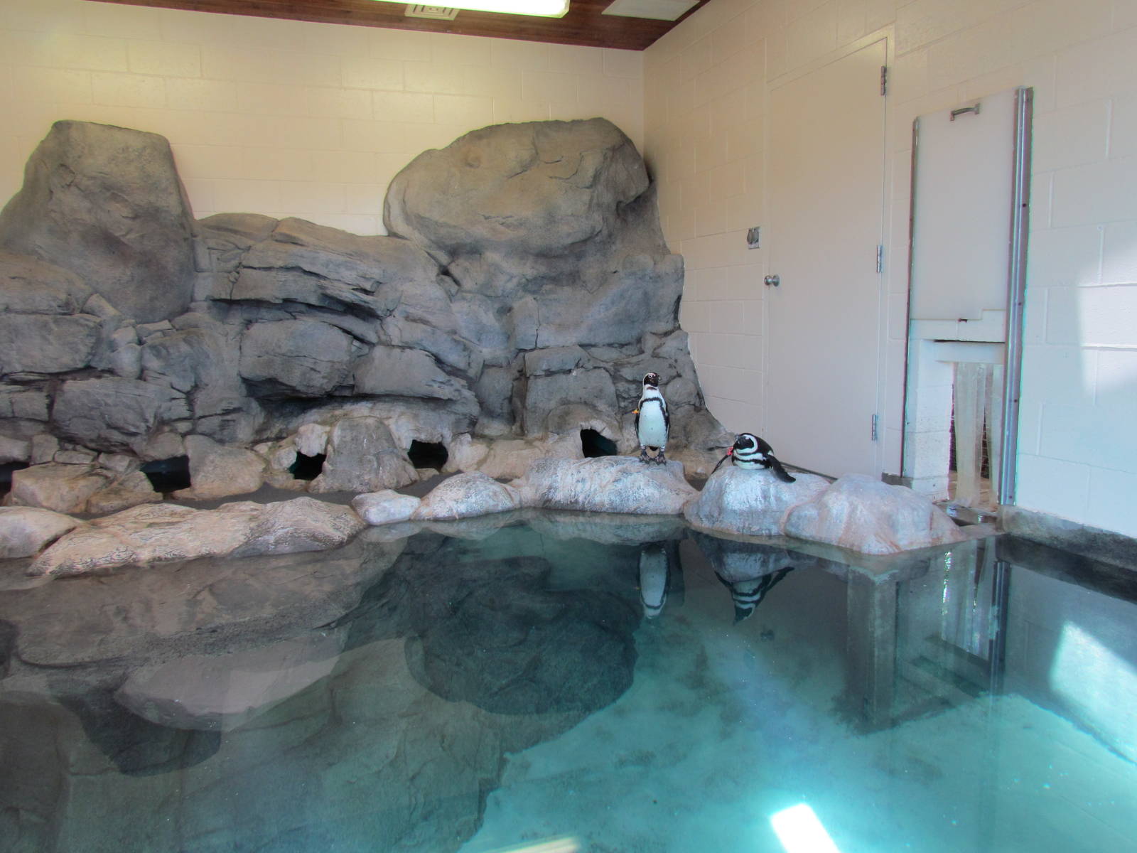 Penguin Cove - Indoor Exhibit