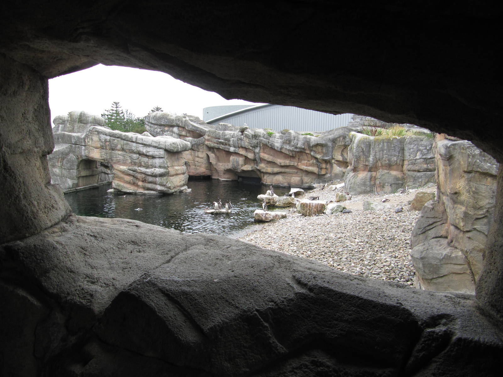 Penguin Cove  july 2010