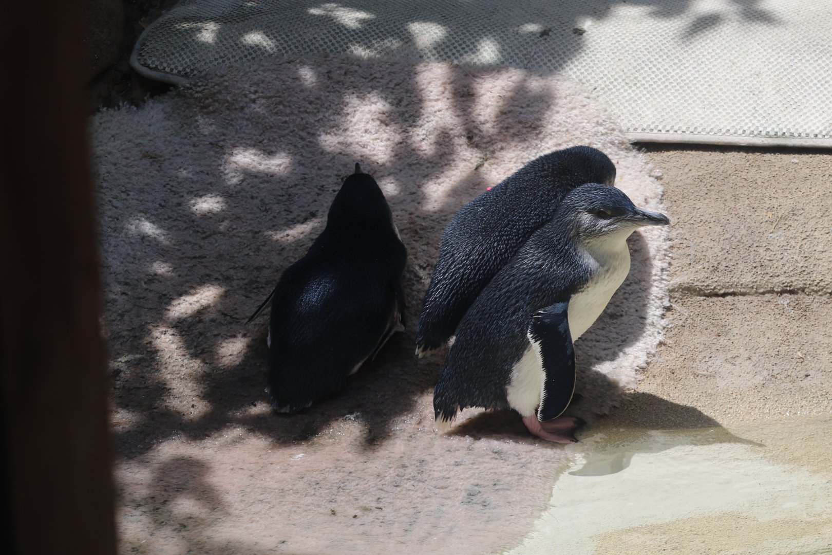 Penguin Cove - Little Penguins