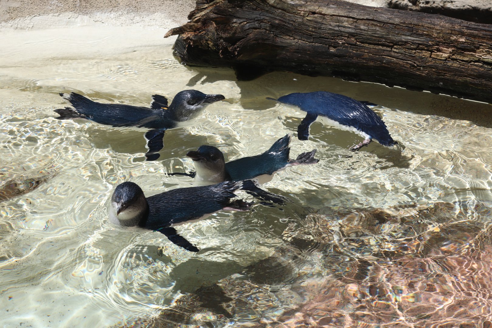 Penguin Cove - Little Penguins
