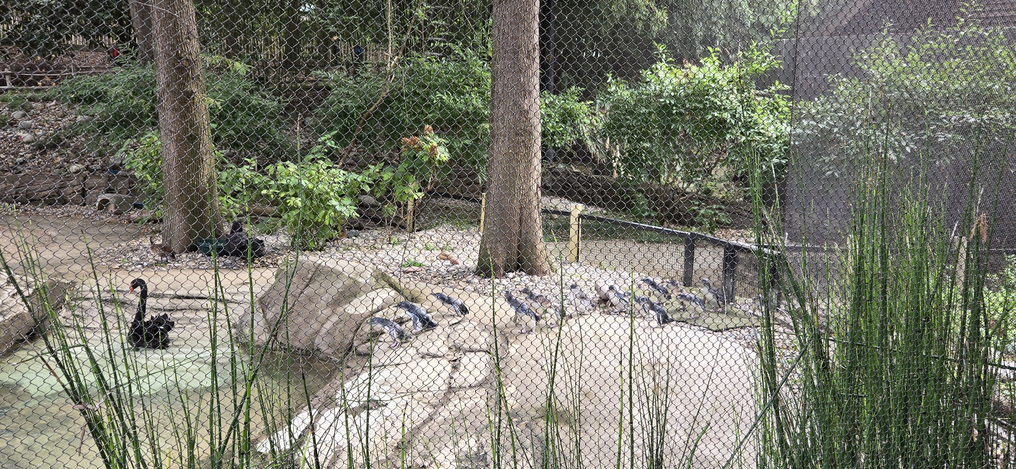 Penguin Cove (little penguins)