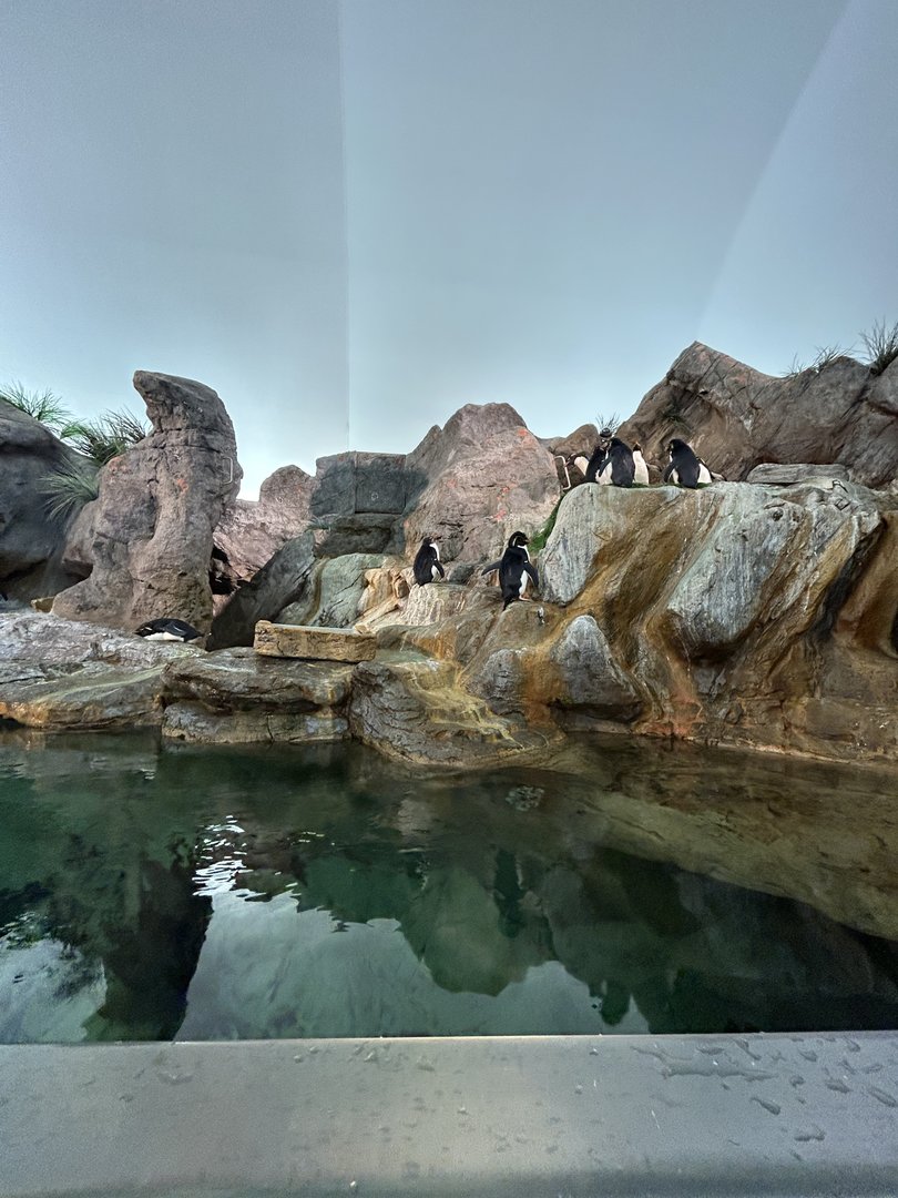 Penguin Cove (Rockhopper side) — Penguin & Puffin Coast