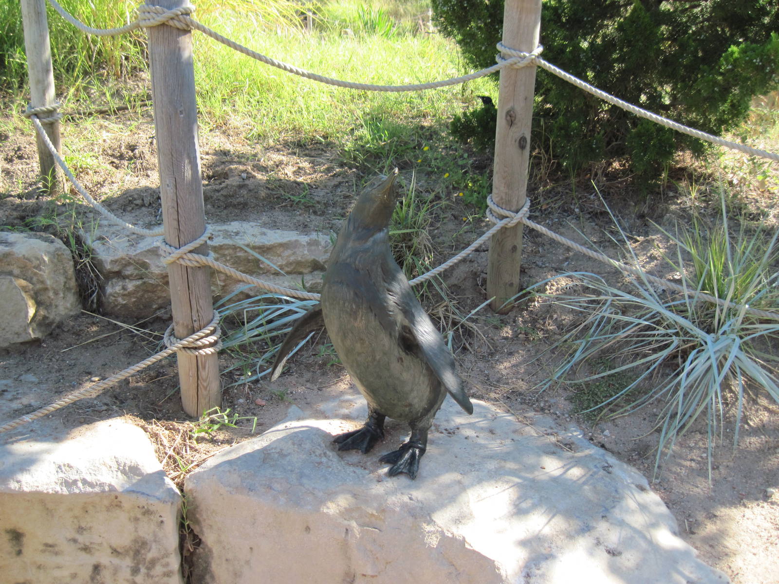 Penguin Cove-Statuary