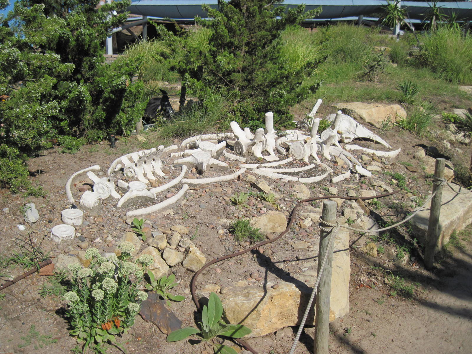 Penguin Cove-Whale Carcass