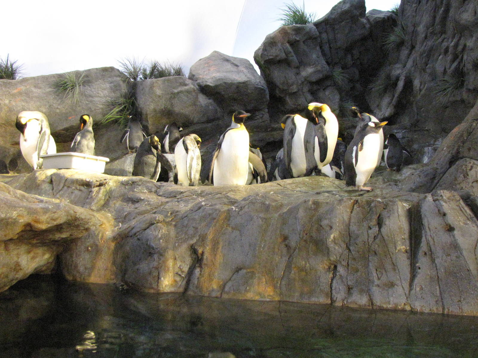 Penguin Cove