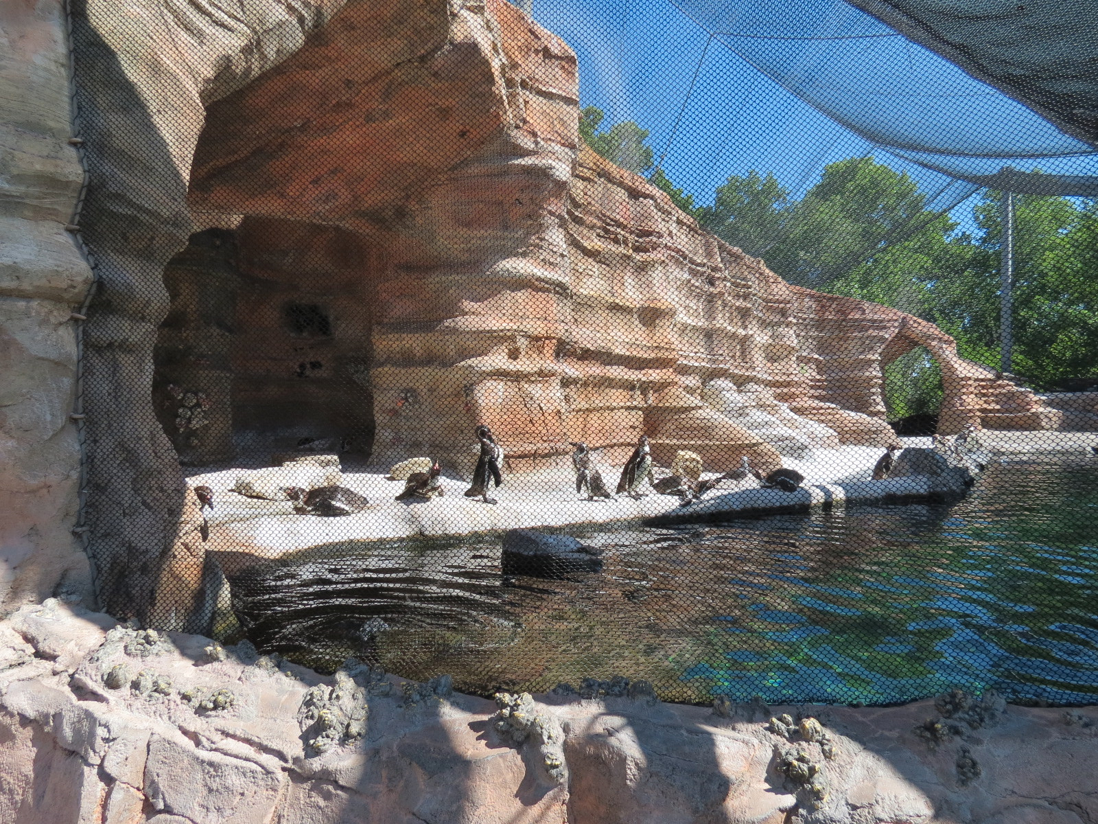 Penguin Cove