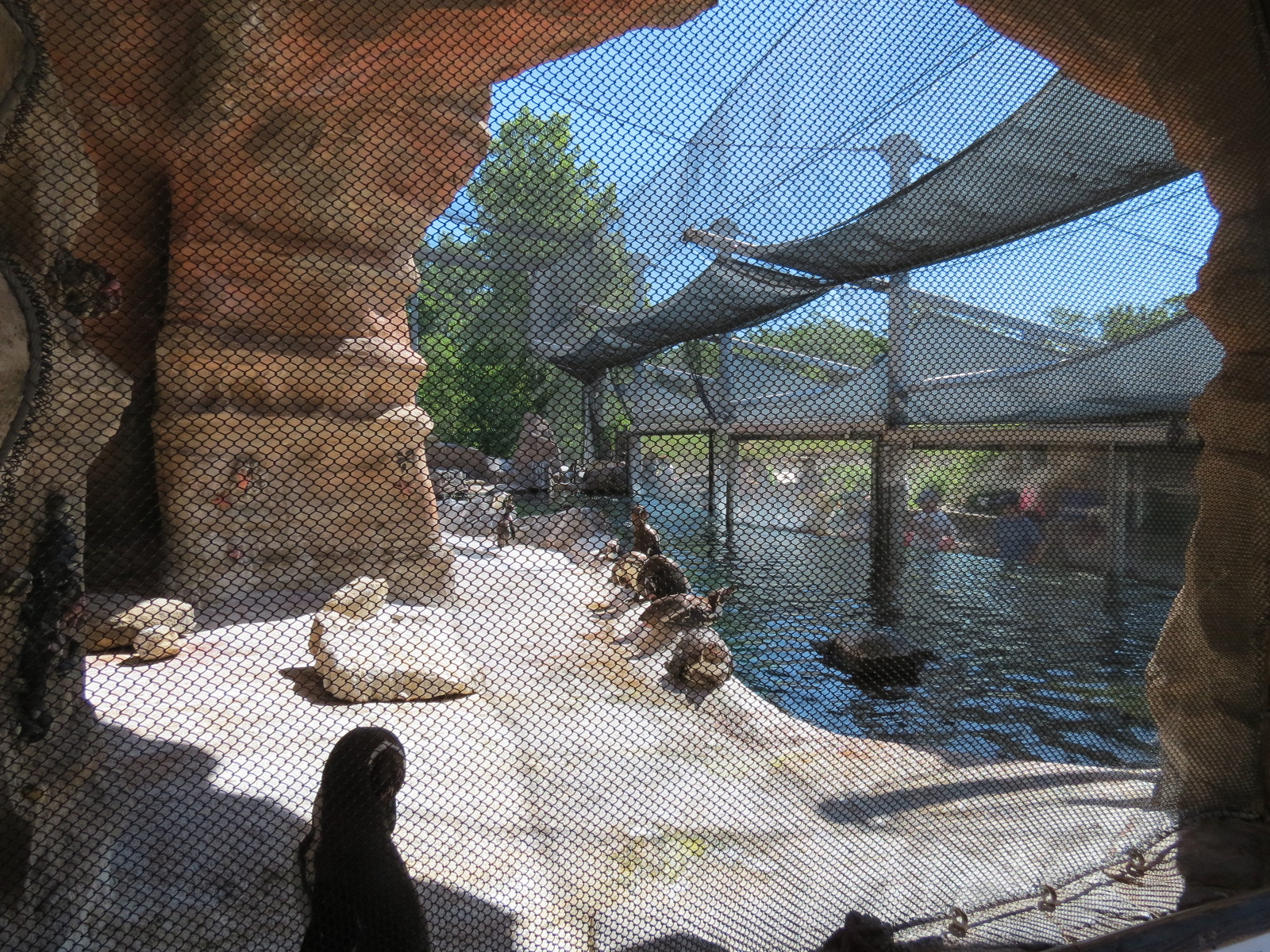 Penguin Cove
