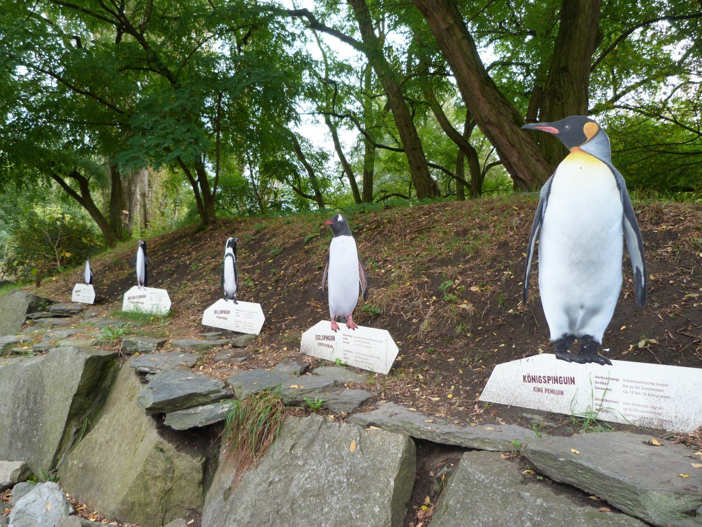 Penguin cutouts -Tierpark Berlin (2024)