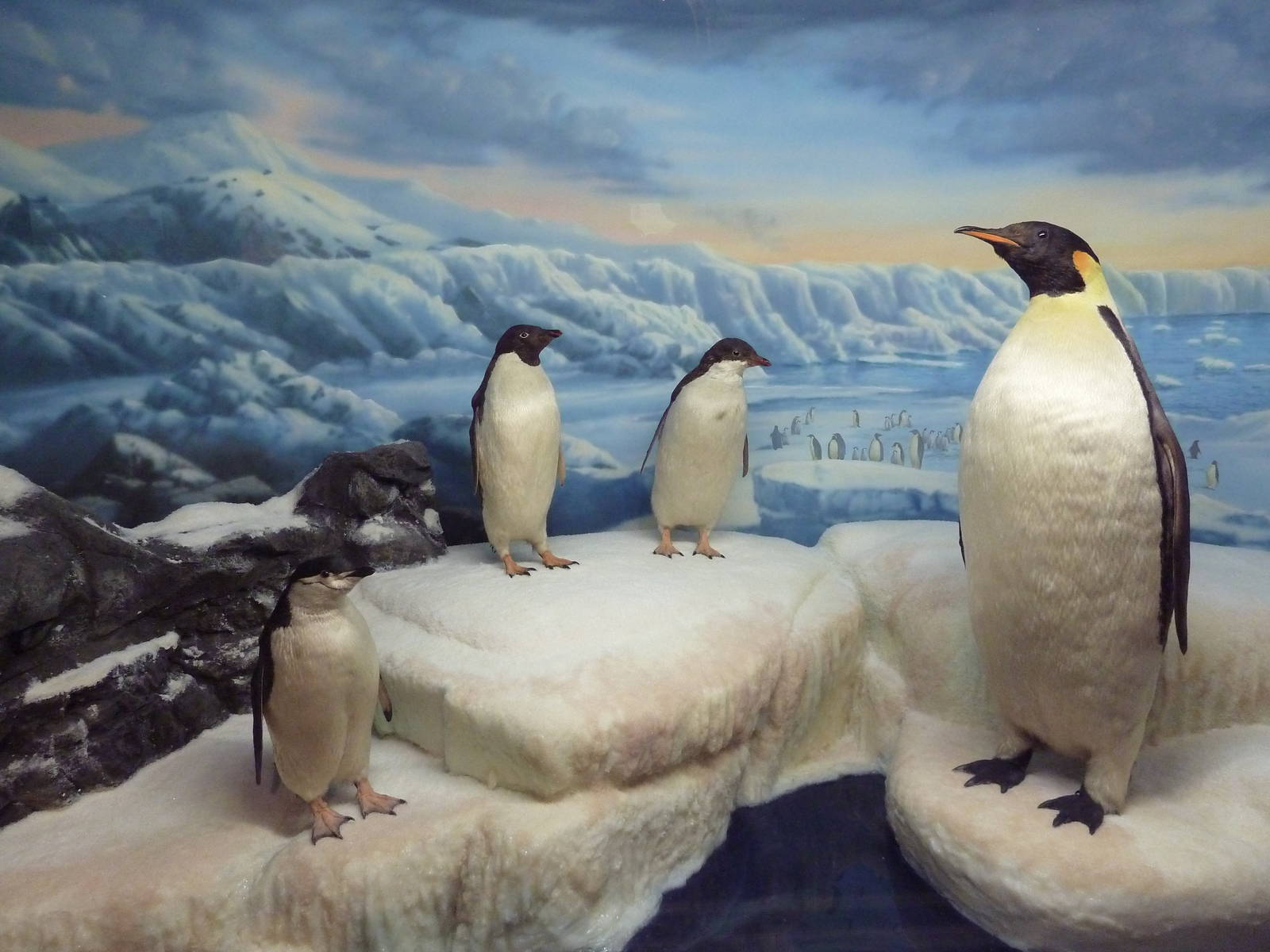 Penguin Diorama
