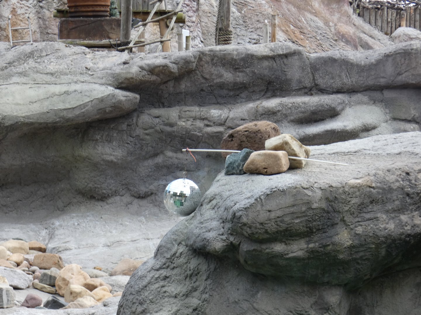 Penguin disco ball enrichment