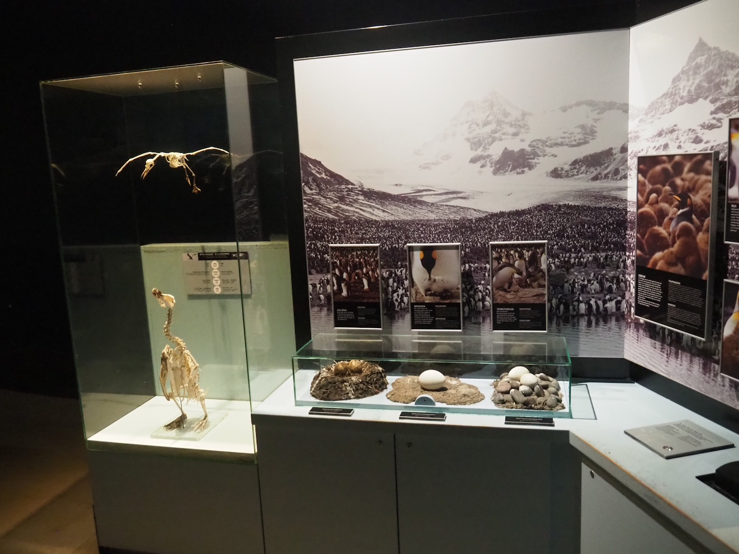 Penguin education, 2022-08-16