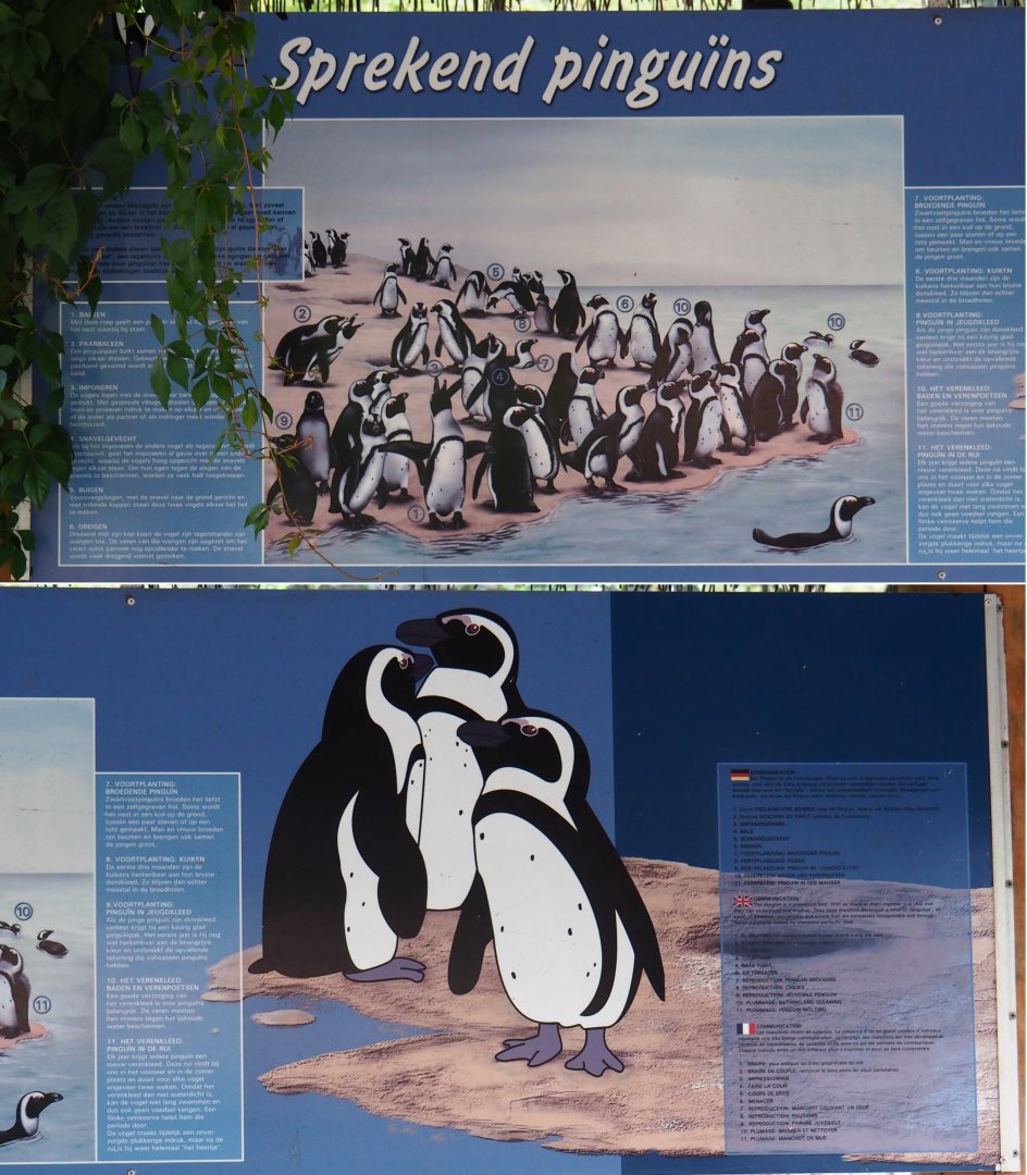 Penguin education sign (Sep 16th, 2018)