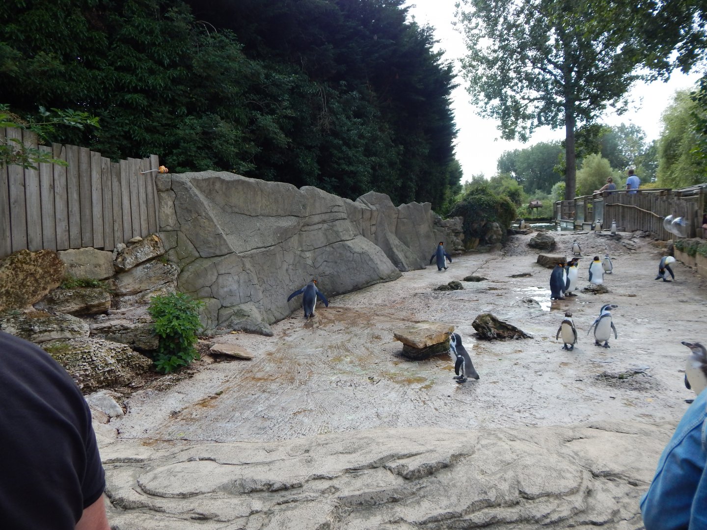 Penguin enclosure 030821