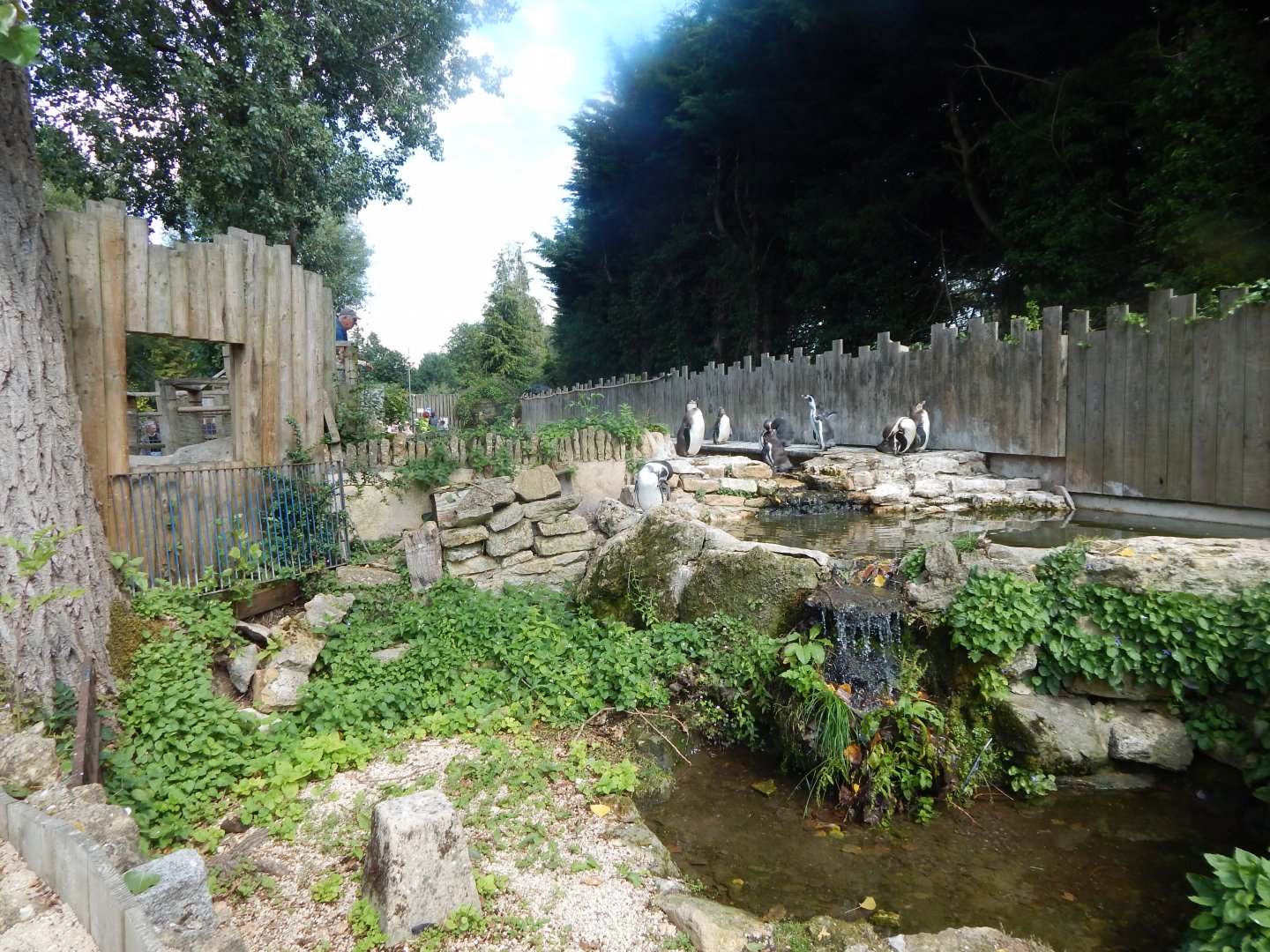 Penguin enclosure 030821