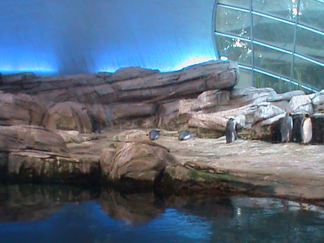 penguin enclosure 030910