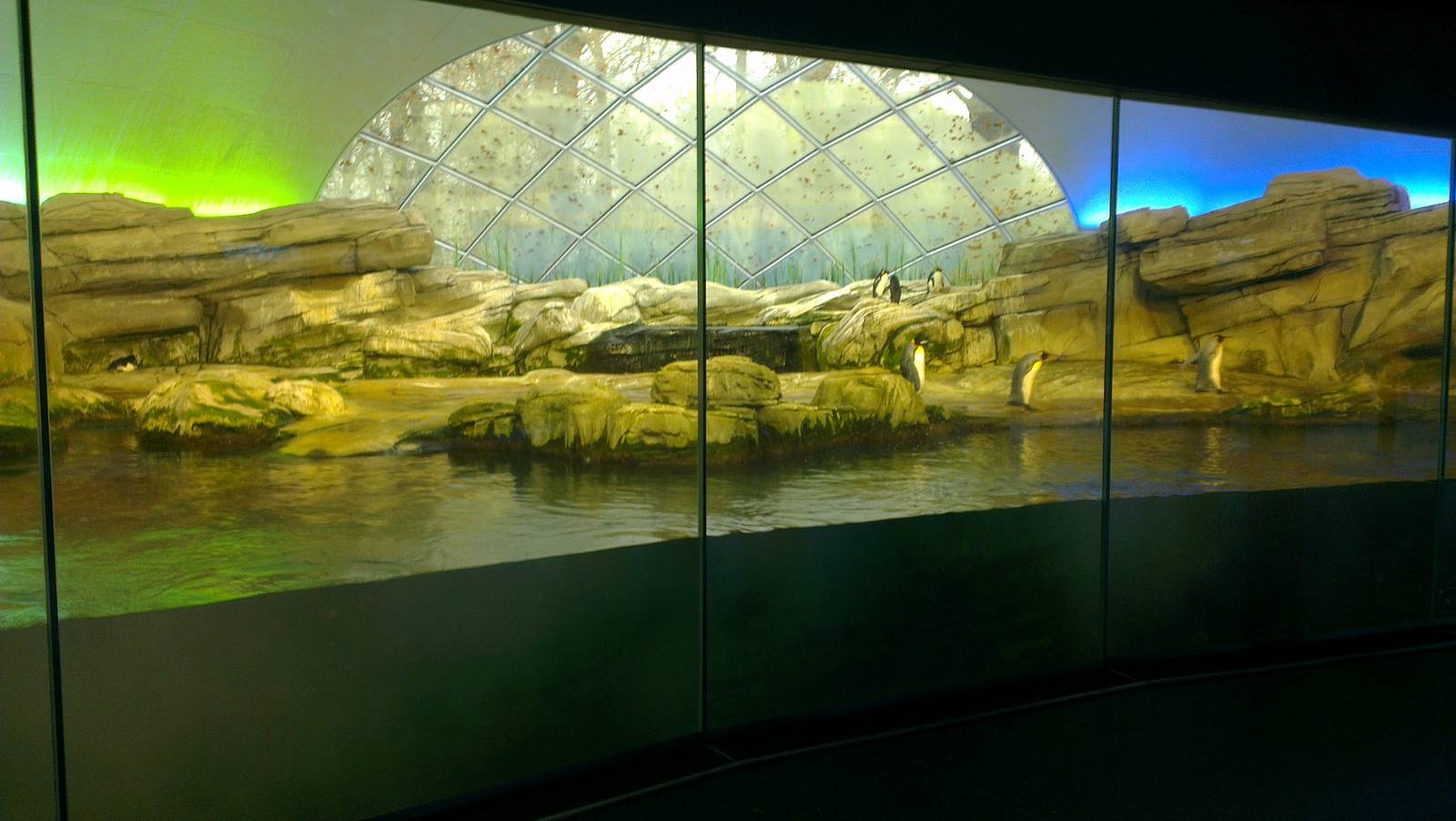 Penguin Enclosure 051213