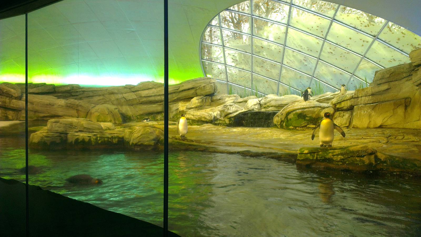 Penguin Enclosure 051213