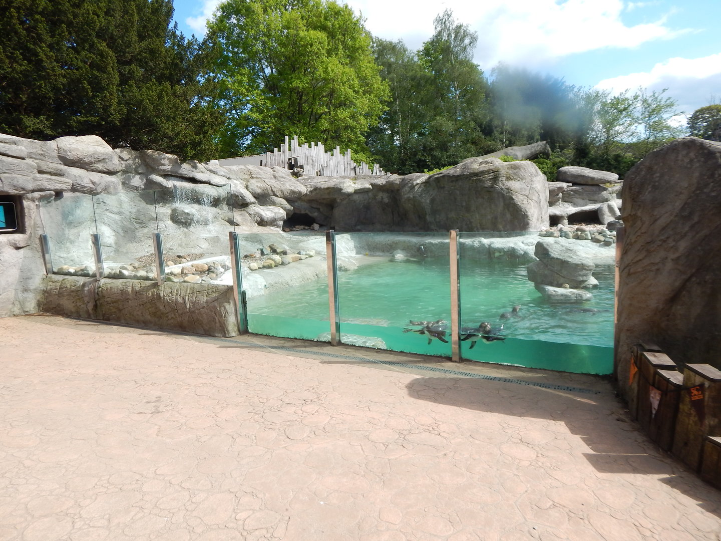 Penguin enclosure 150523