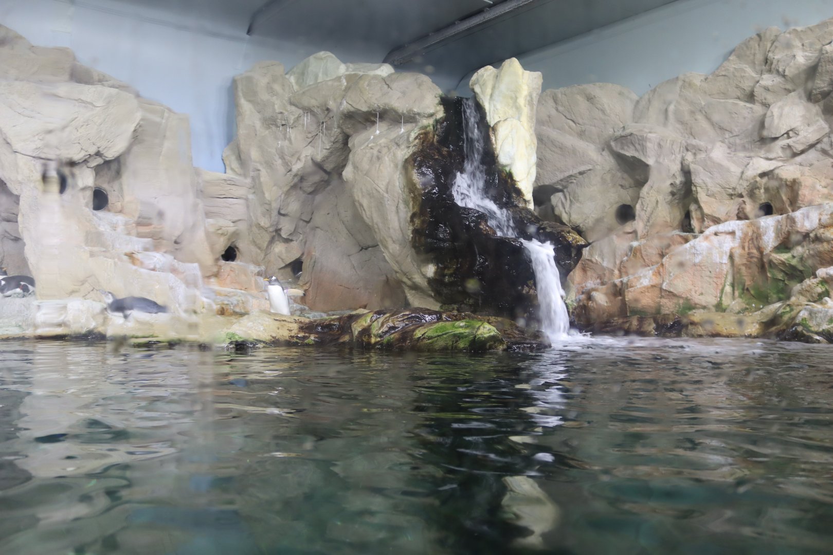 Penguin Enclosure- 24 June 2024