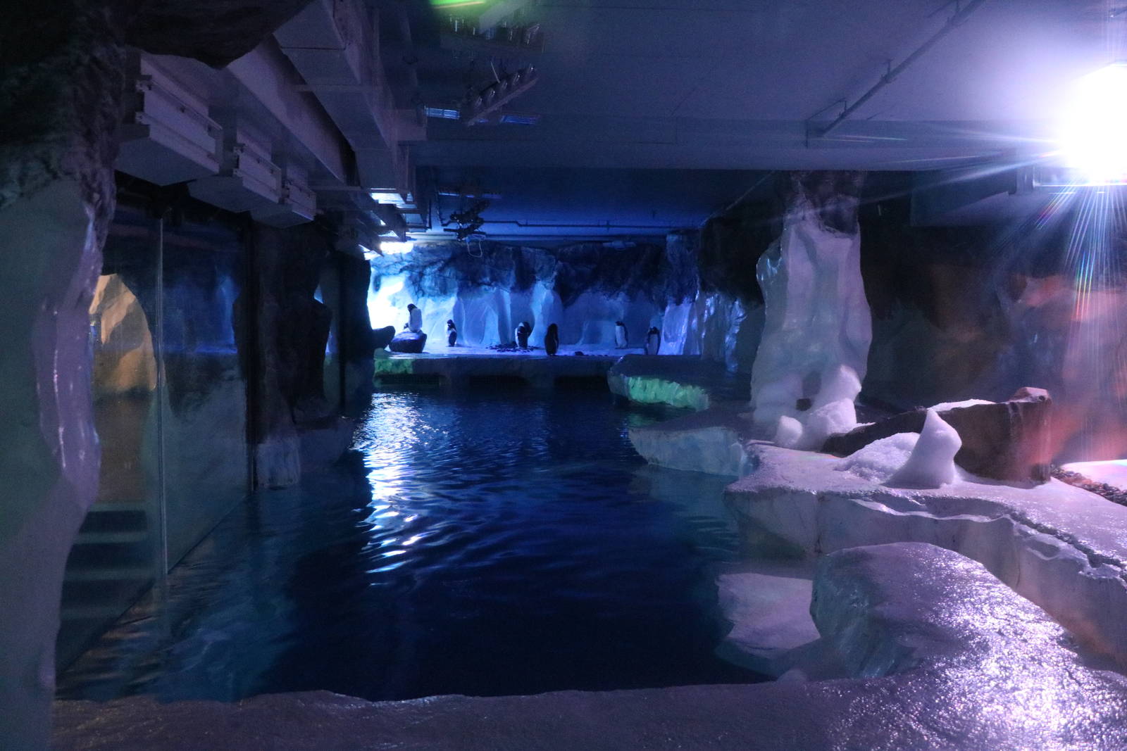 Penguin enclosure after dark, January 2016