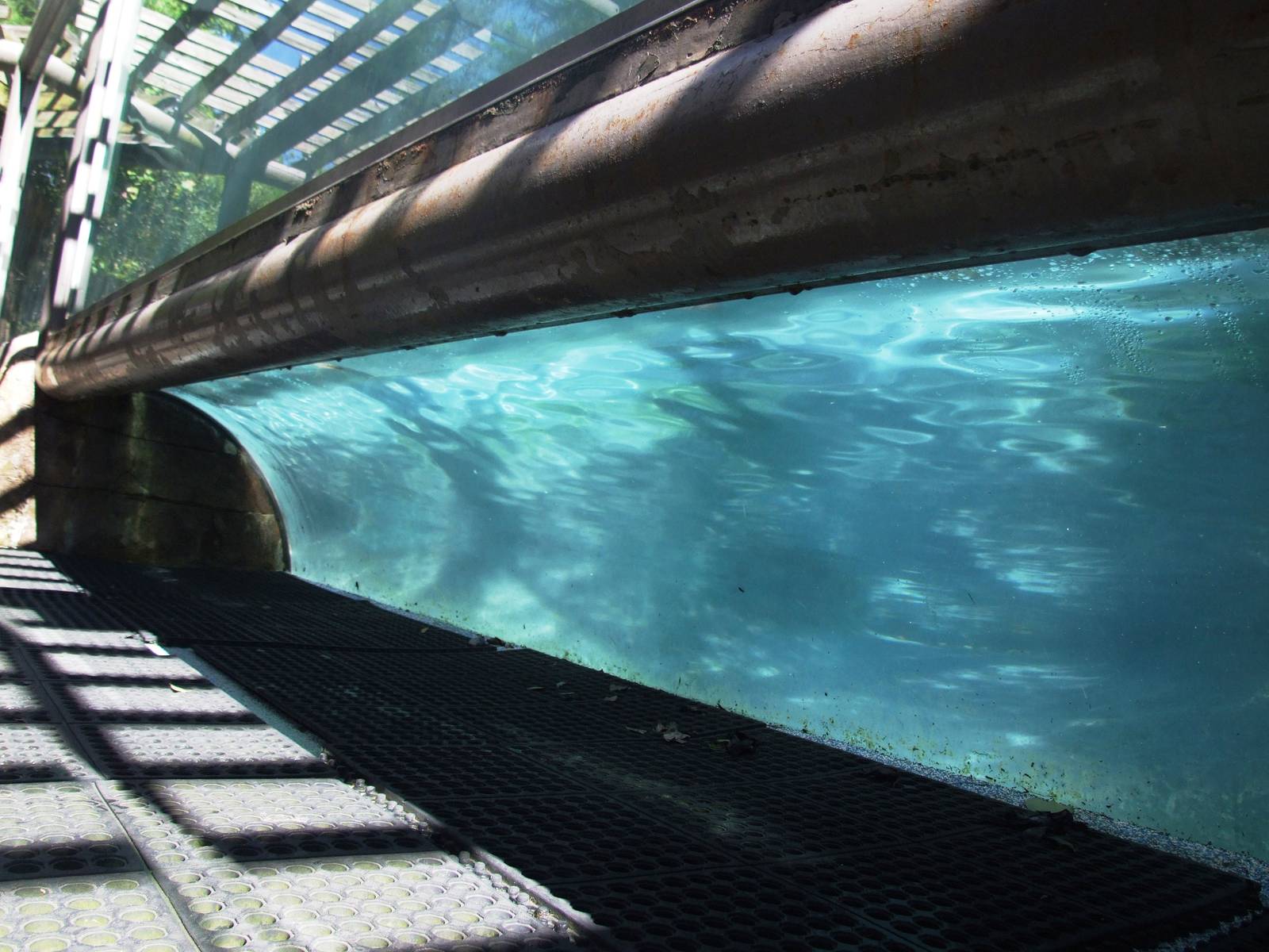 Penguin Enclosure at Jacksonville, 10/10/13