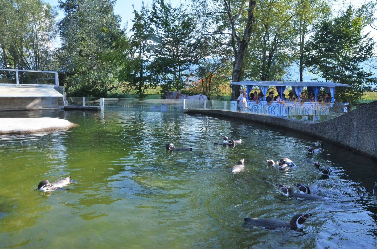 Penguin Enclosure at Knie Kinderzoo, 11/09/16