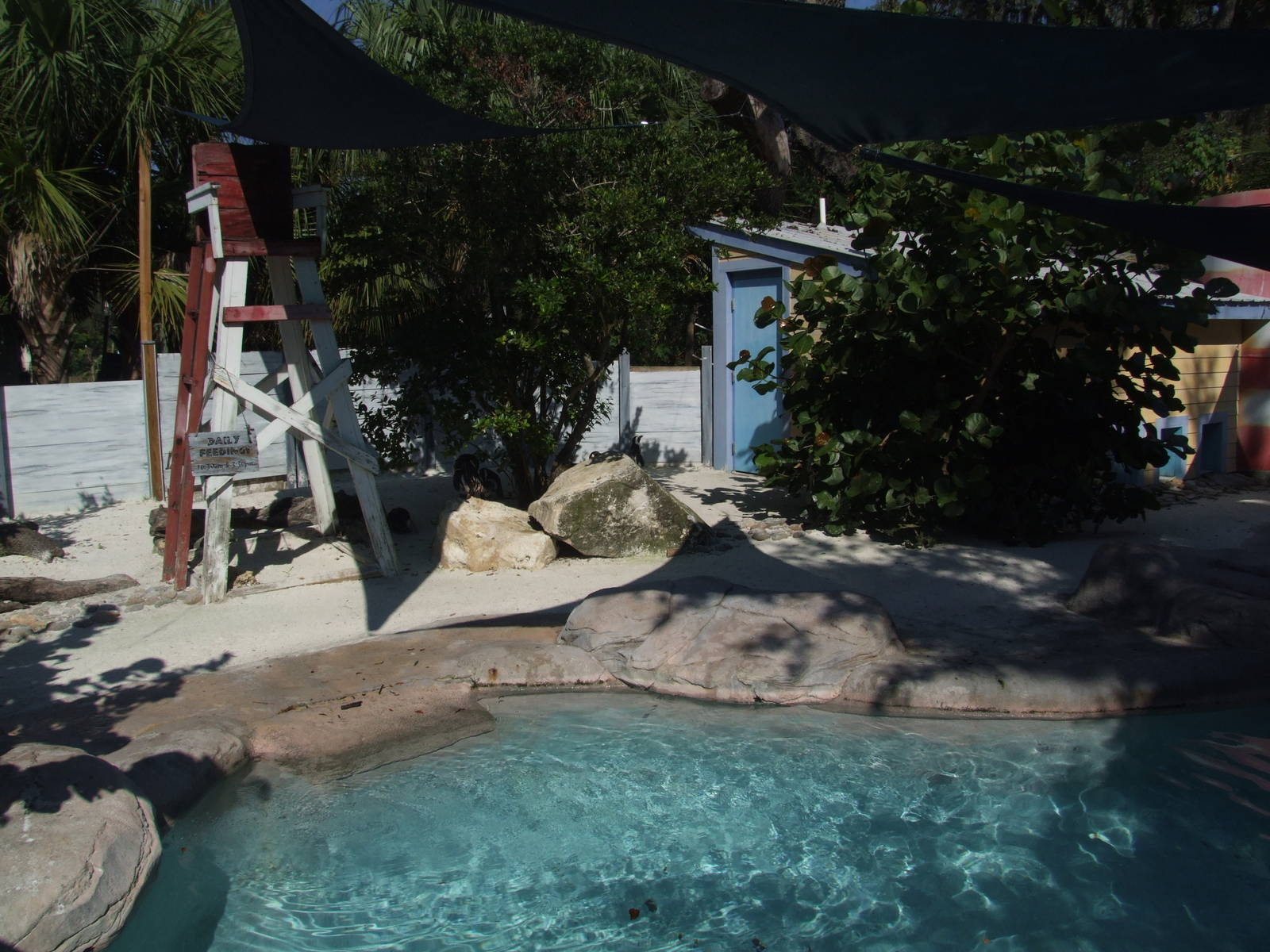 Penguin Enclosure at Lowry Park, 13/10/13