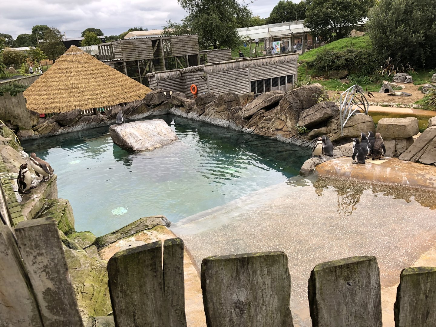 Penguin Enclosure at Peak Wildlife Park (August 2023)