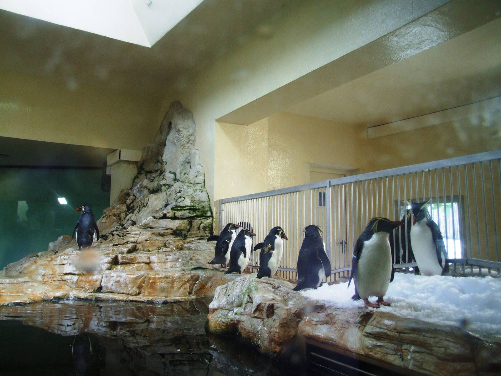 Penguin Enclosure at Vienna, 14/06/13