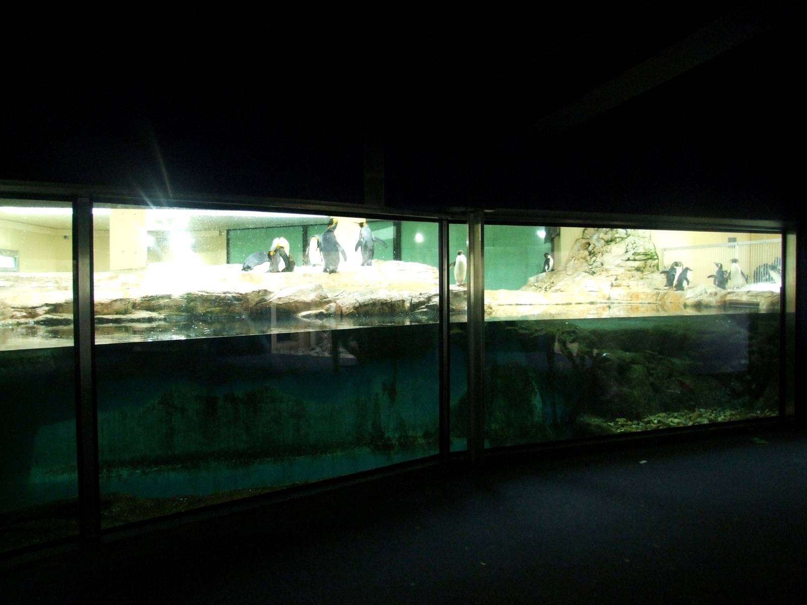 Penguin Enclosure at Vienna, 14/06/13