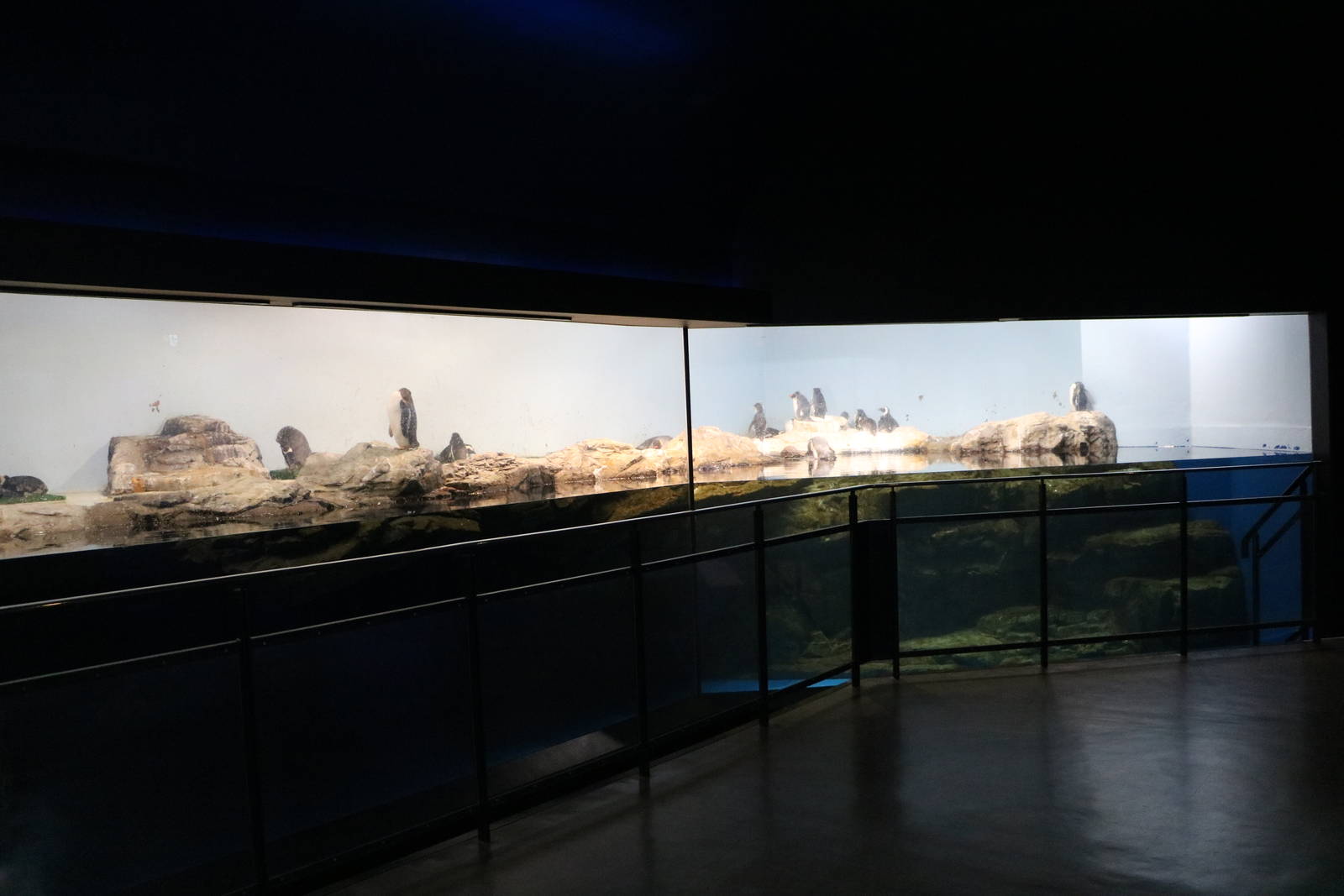 Penguin enclosure - EPSON Aqua Park, February 2016