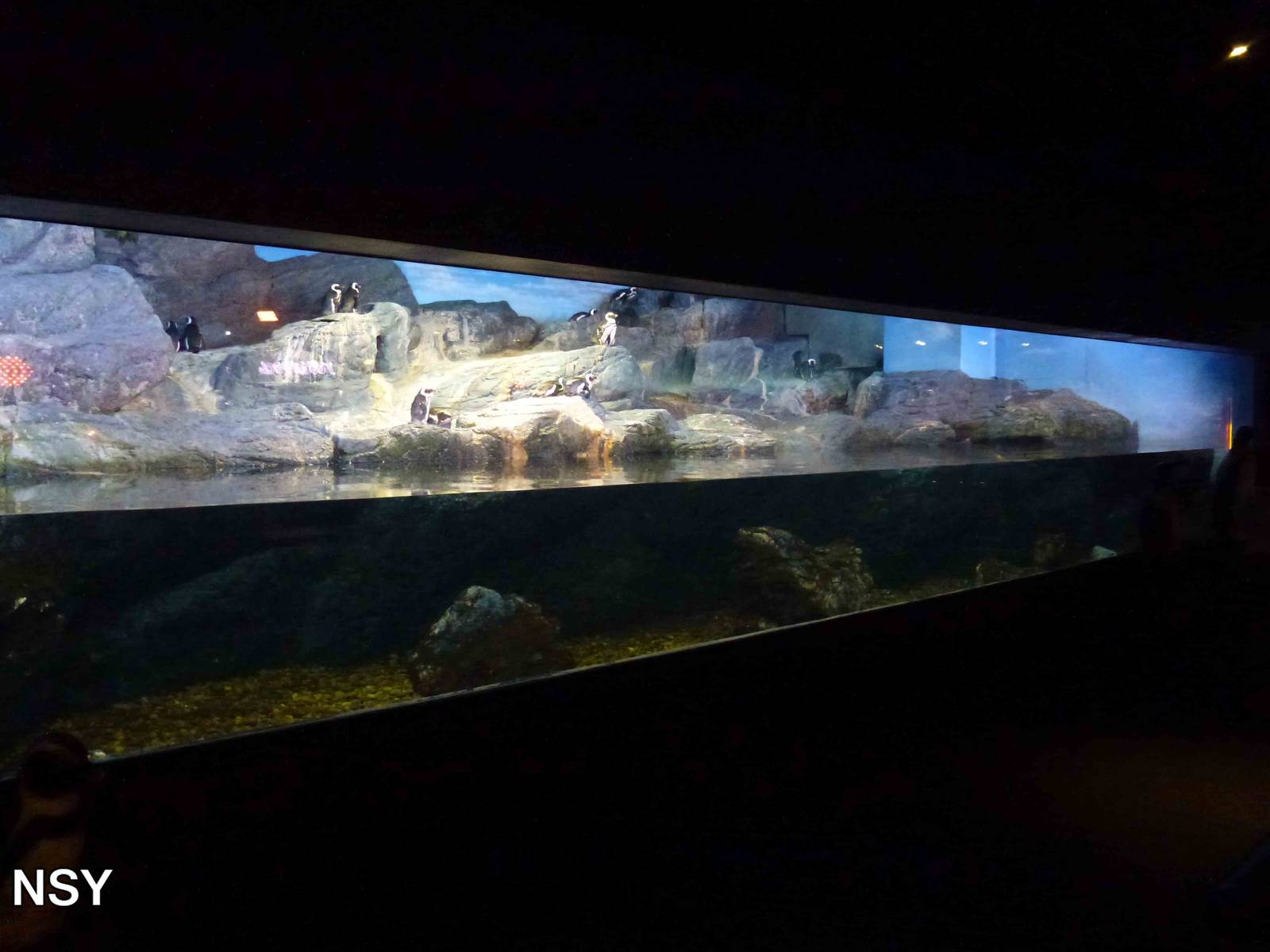 Penguin enclosure, June 2013.