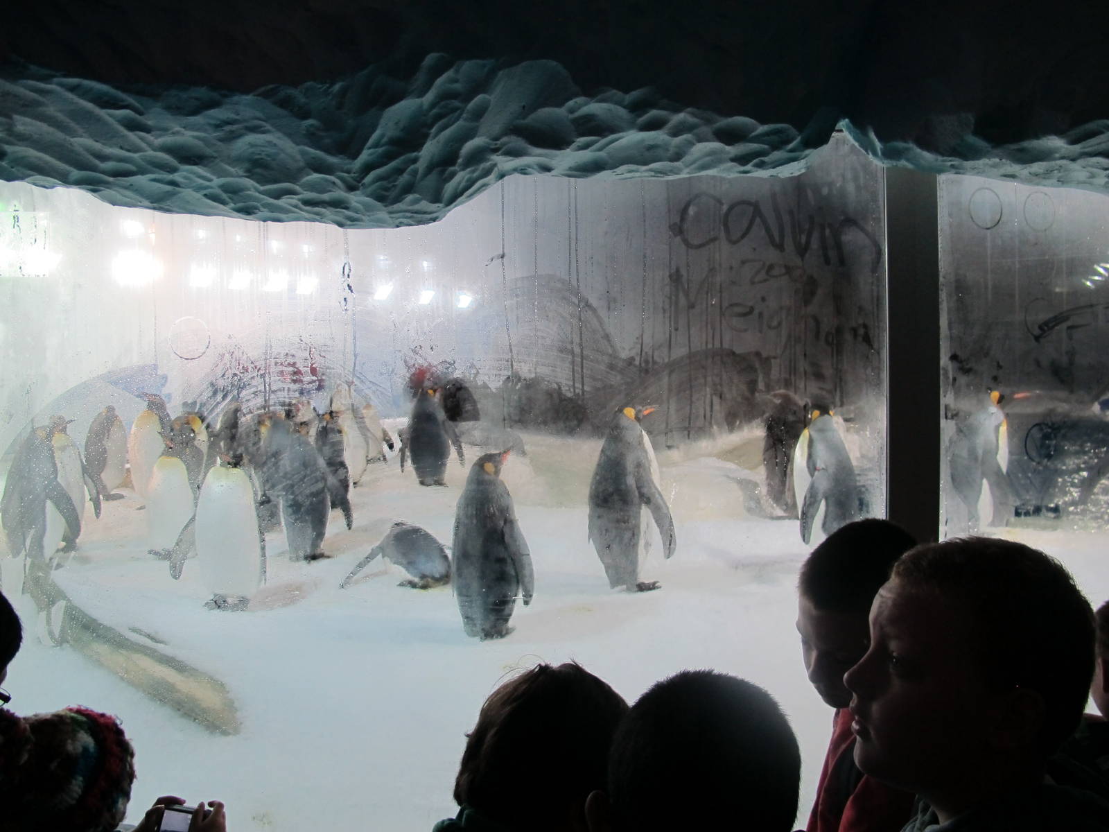 Penguin Enclosure - Kelly Tarlton's 2012