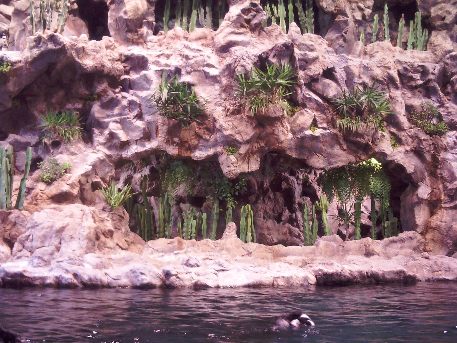 Penguin Enclosure - Loro Parque 2008
