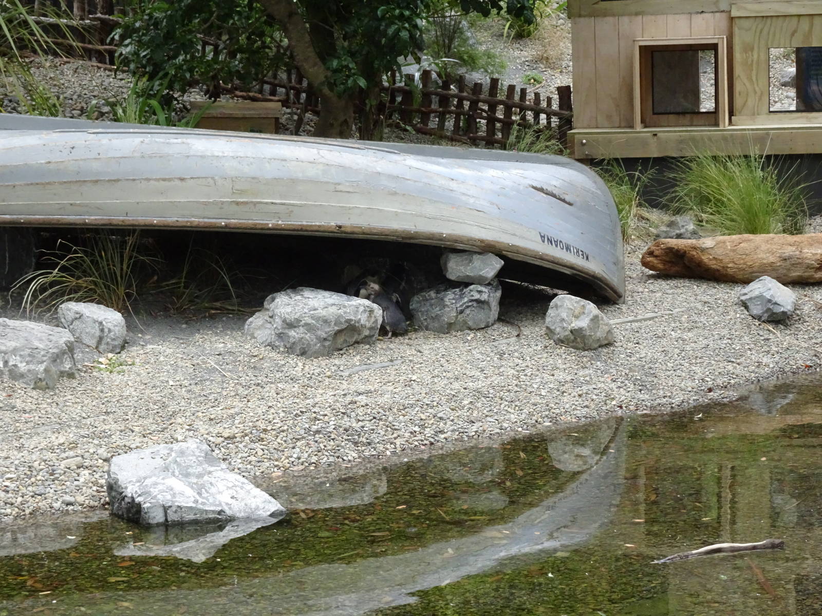 Penguin Enclosure, November 2015