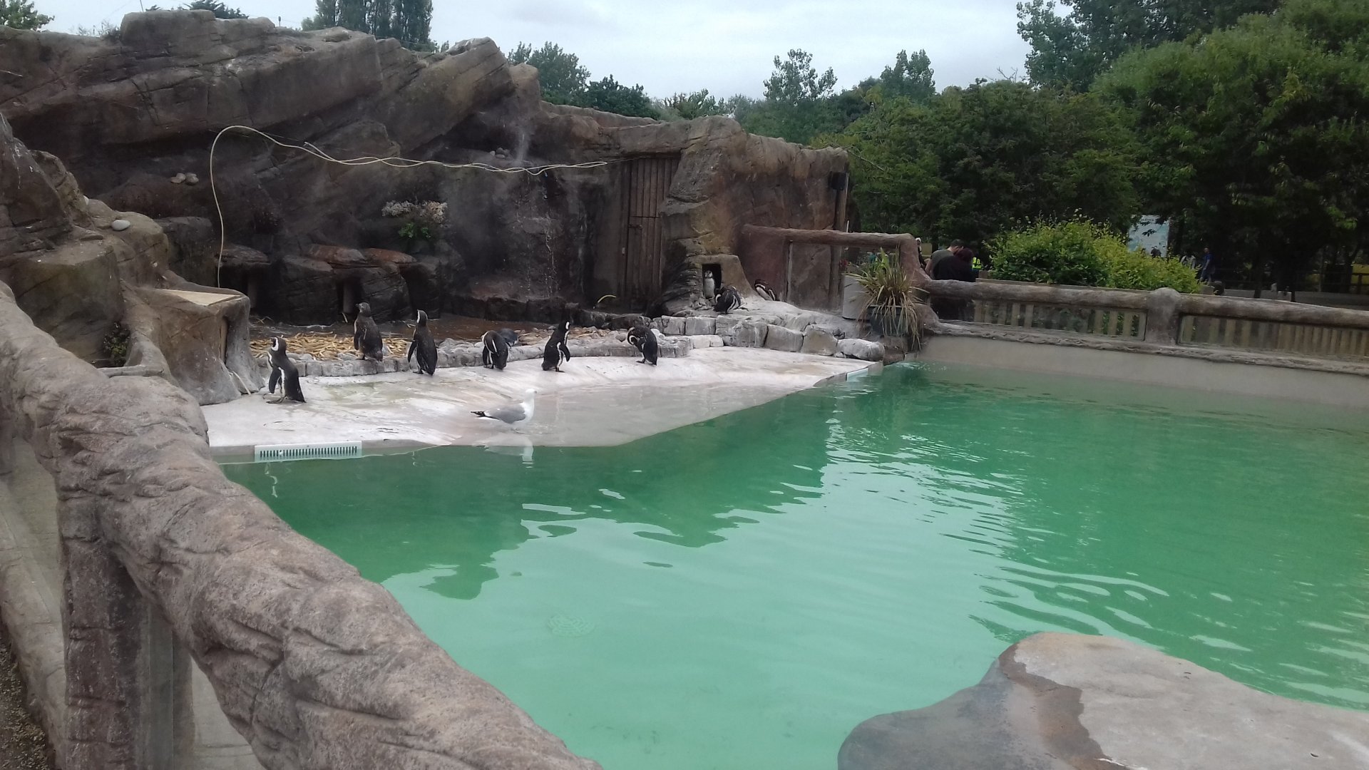 Penguin enclosure overview