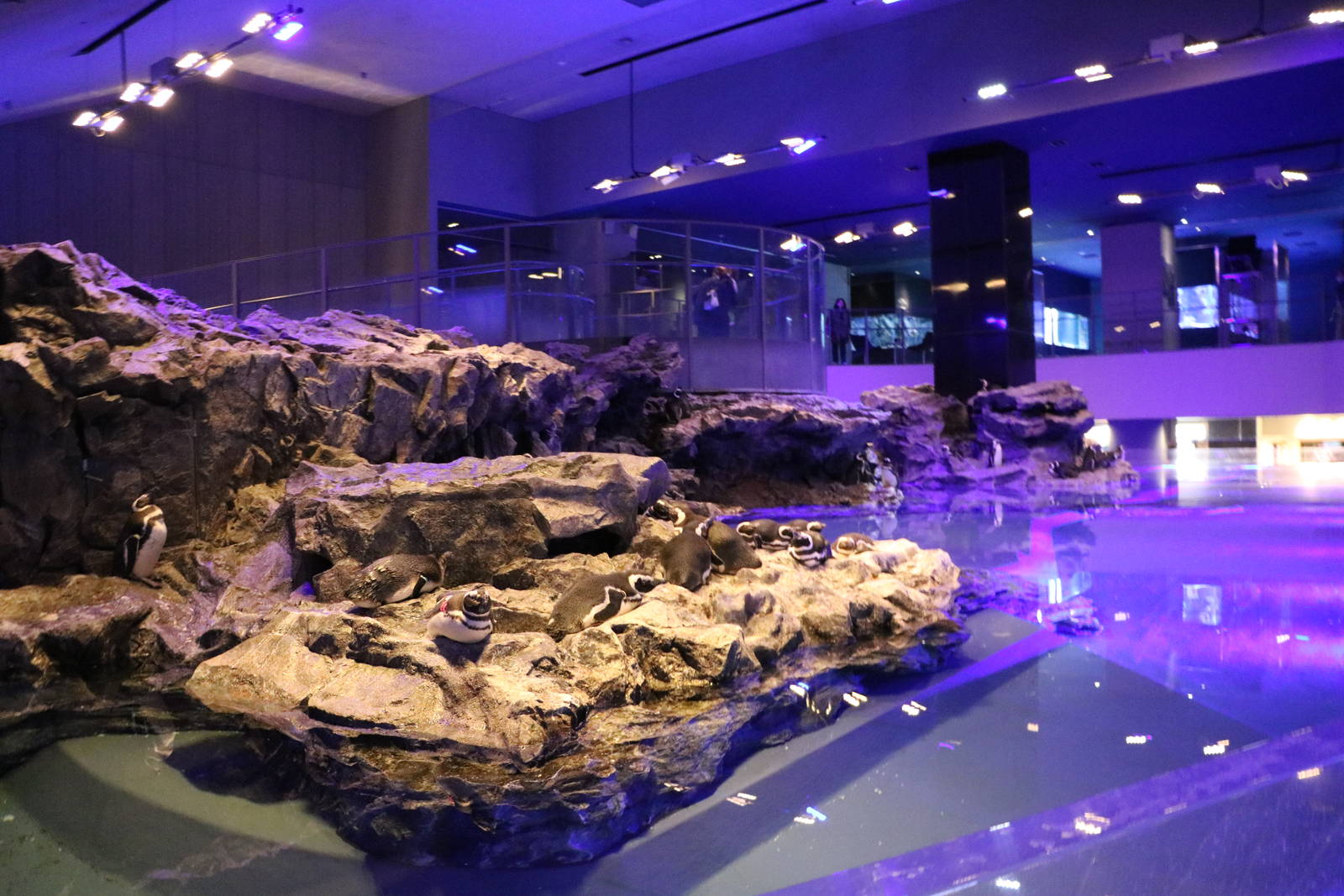 Penguin enclosure - Sumida Aquarium, February 2016