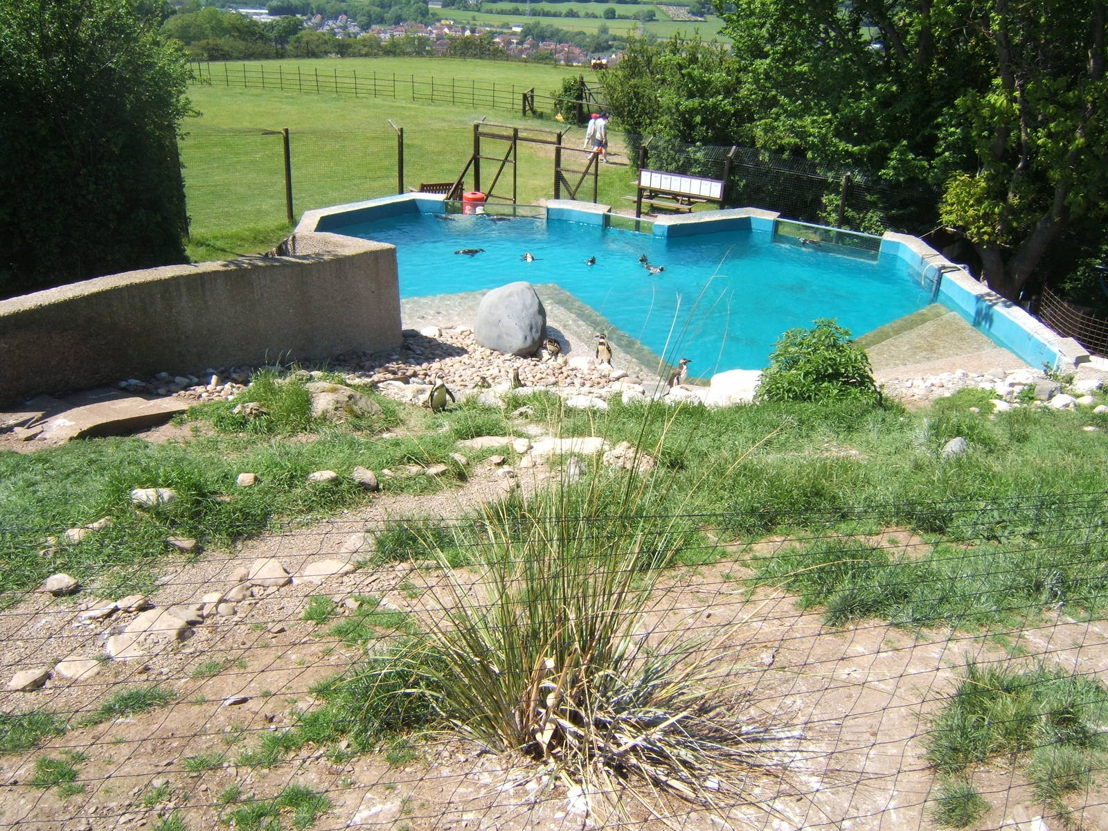 Penguin enclosure view