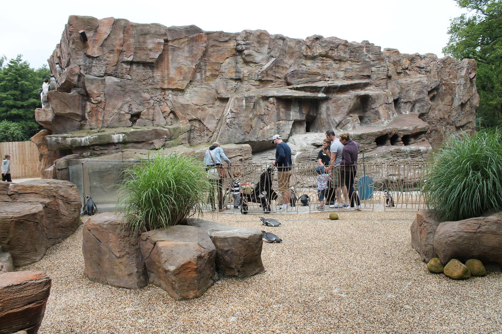 Penguin Enclosure with walkthrough